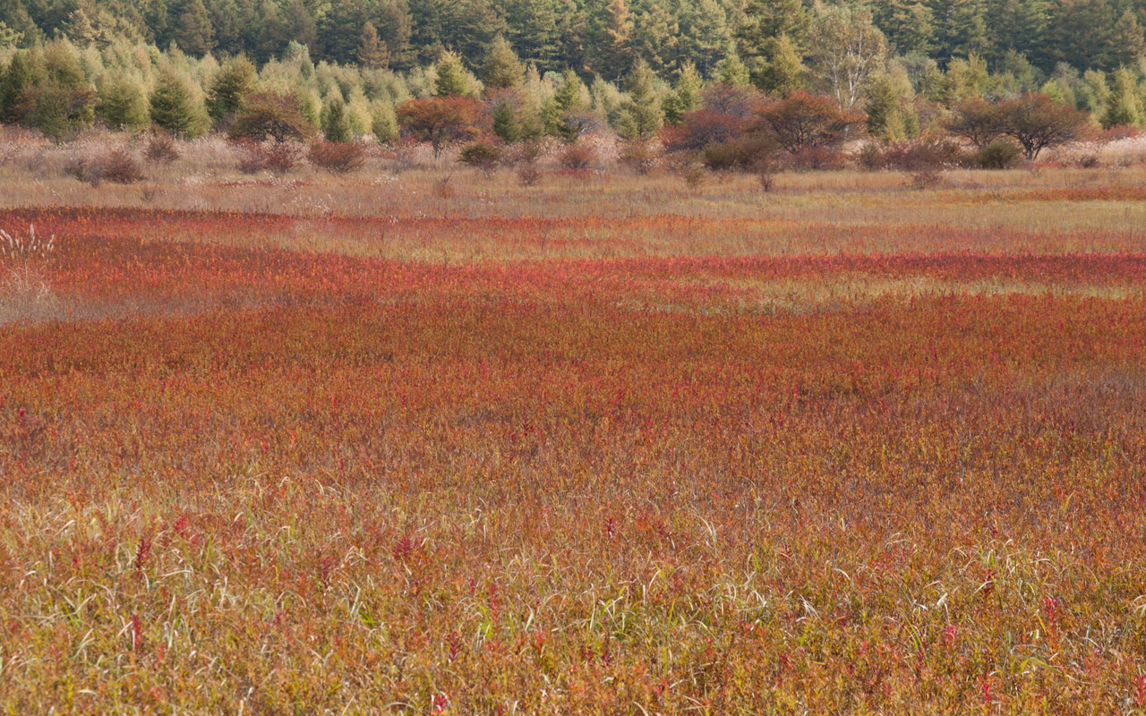 戦場ヶ原　草紅葉