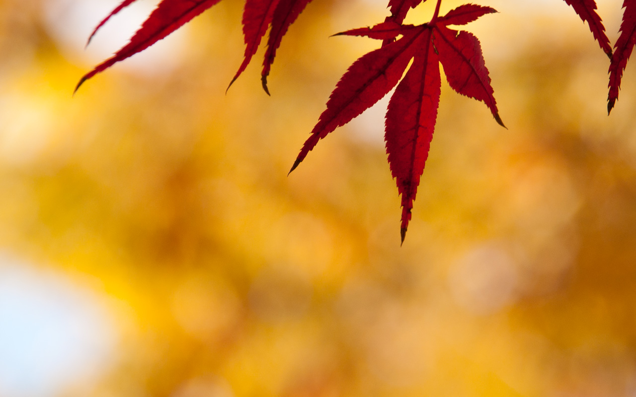 埼玉　紅葉