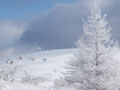 美ヶ原　霧氷の風景写真