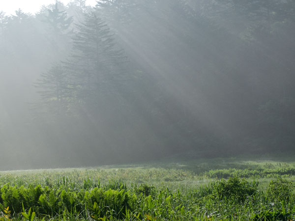 朝霧と斜光で高原の朝　ネイチャーフォト