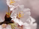春　桜