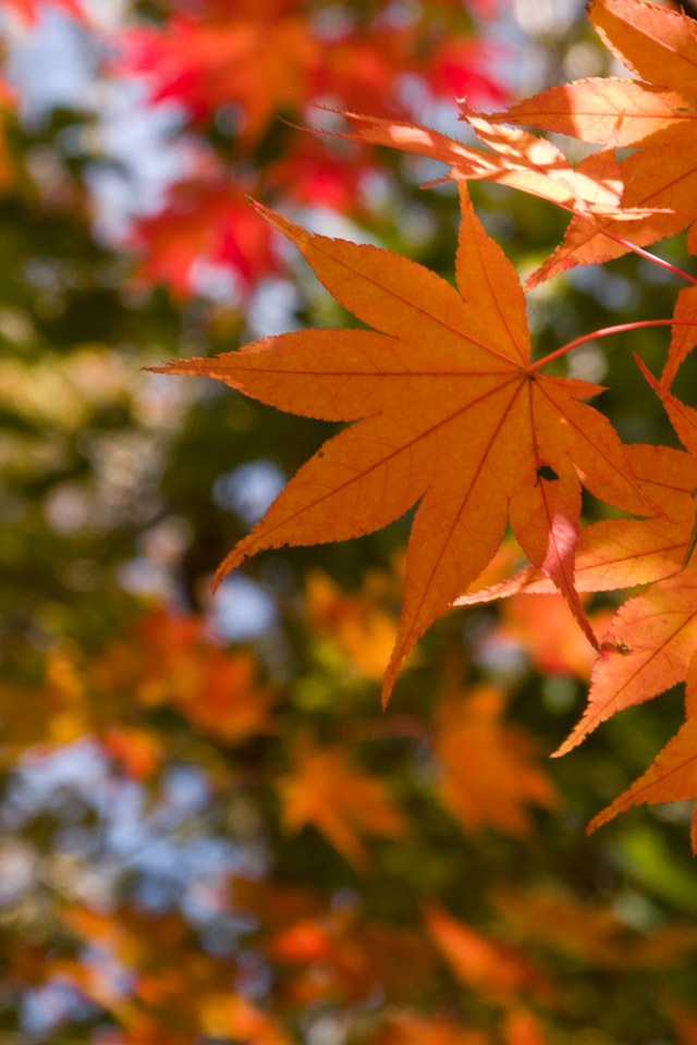 紅葉 奥日光 スマートフォン用 待受け 壁紙 640 960 Iphone向け