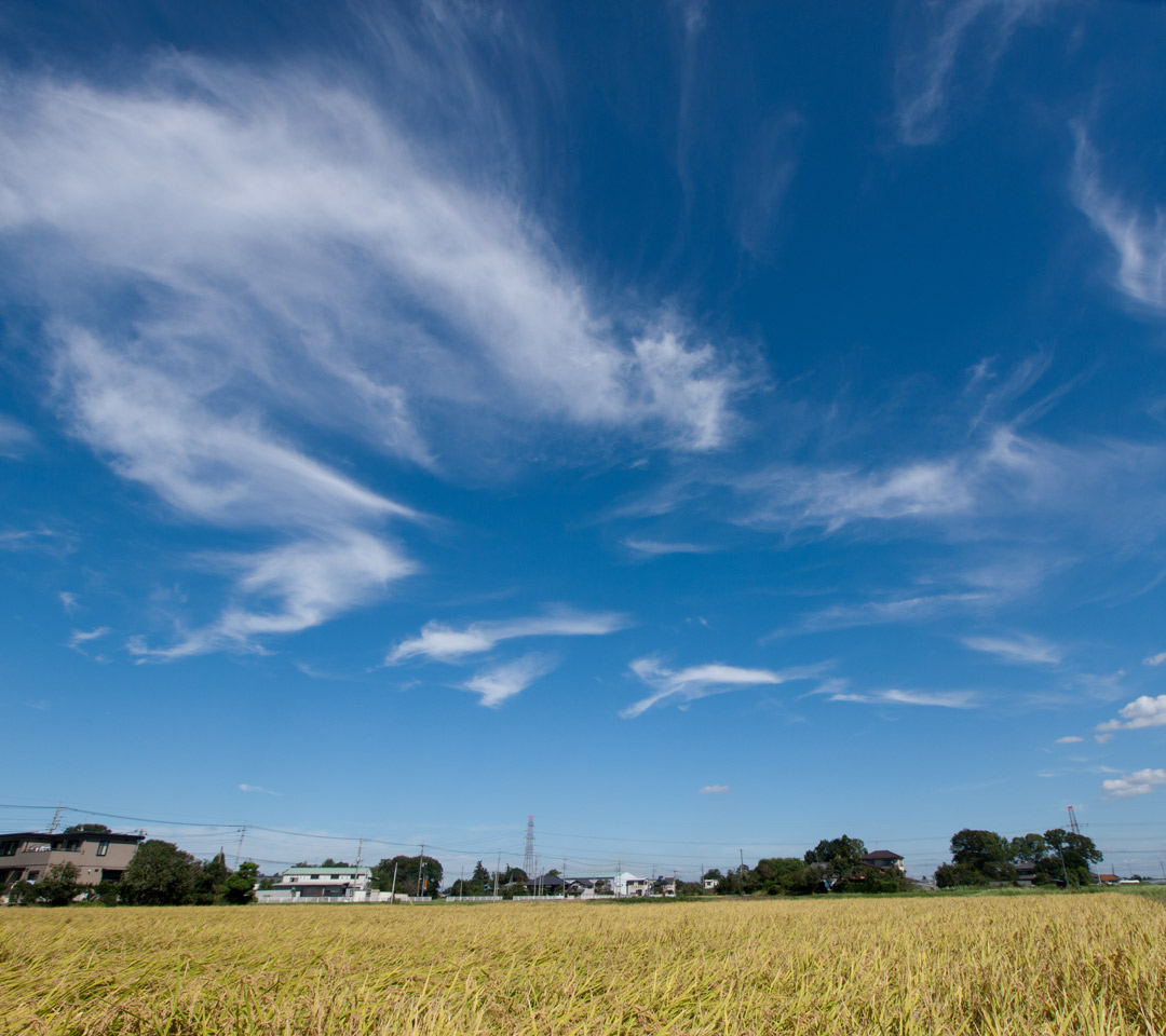 秋の景色 田園と秋の空 スマートフォン用 待受け 壁紙 1080 960 Android向け