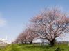 三分咲きの桜の景色
