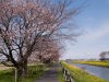 三分咲きの桜の景色
