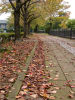 落ち葉の散歩道の景色