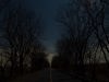 月明かりの道と樹木の景色
