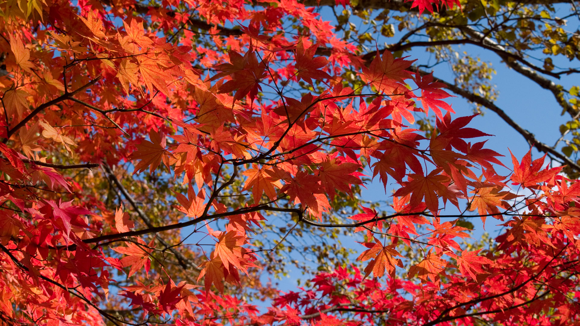 ワイド画面 19 1080 のデスクトップ壁紙 奥日光 紅葉