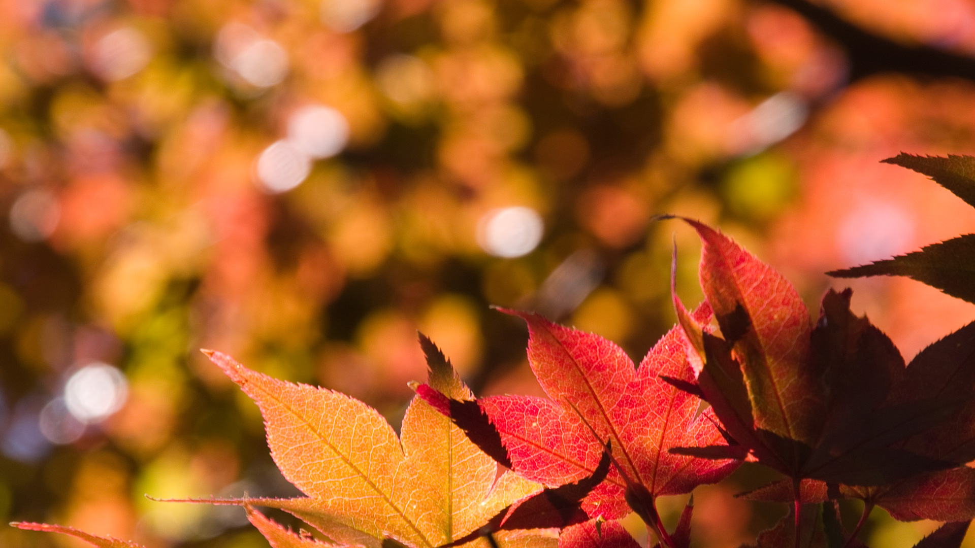 ワイド画面 19 1080 のデスクトップ壁紙 紅葉