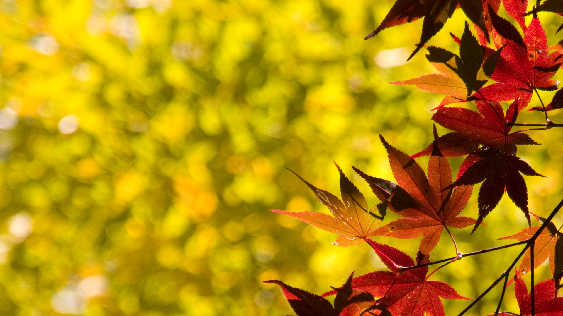 ワイド画面 19 1080 のデスクトップ壁紙 紅葉