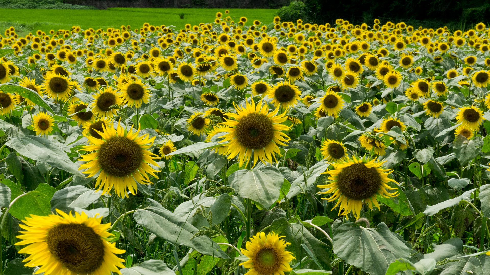 コレクション 壁紙 夏の花 ただ素晴らしい花