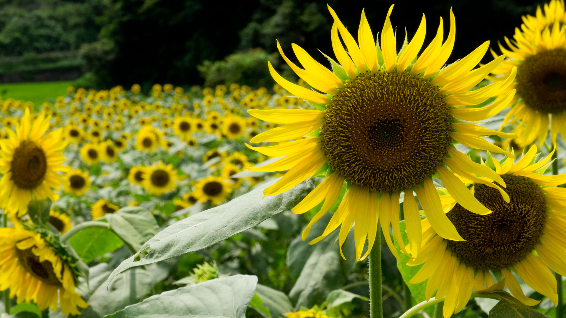 夏の花 ひまわり 太陽に向かってのデスクトップ壁紙 ワイド画面 19 1080